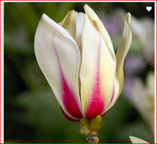 Magnolia Sunrise Plant Hardy