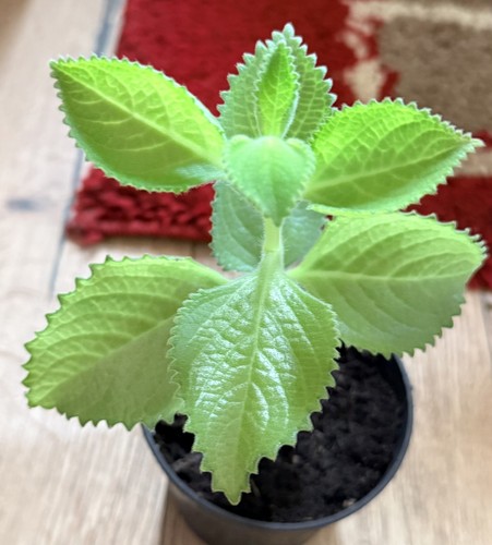 Karpooravalli ajwain plant - ajwain,