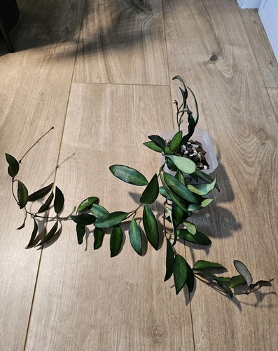 Hoya rosita 2 - rosita, –