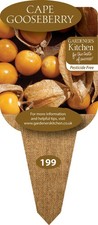 Cape Gooseberry - 'Physalis