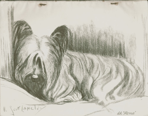 Skye terrier hutchinsons dog - terrier,