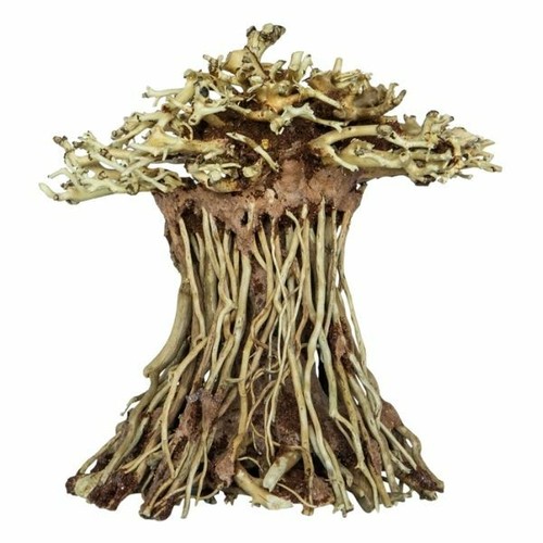 Superfish bonsai mushroom tree - superfish,