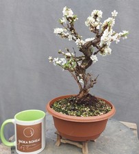 Beautiful Flowering Nanking