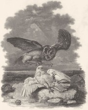 BIRDS. 'The Pigeon Bespoke'. Attacked by owl.  1837 old antique print picture