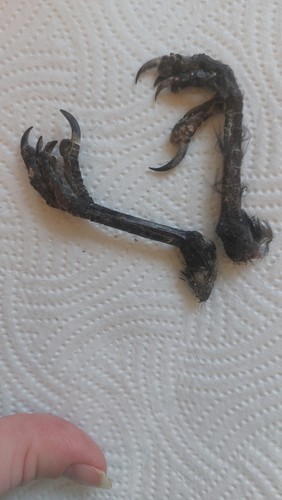 Dried crows feet - crows,