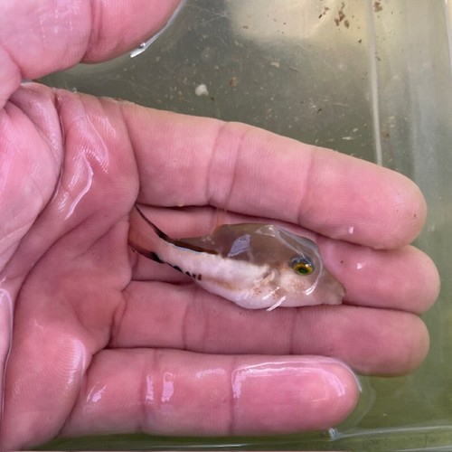 Sharpnose puffer canthigaster - sharpnose,