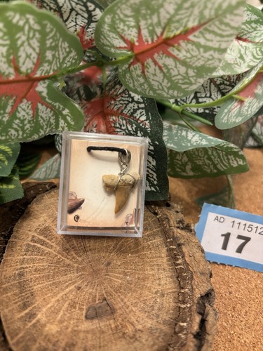 Fossil shark tooth necklace - ,