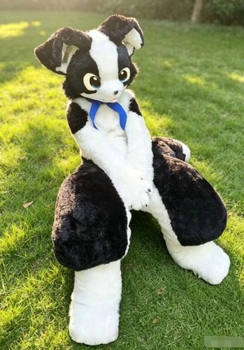 Long fur husky dog fox - fur,