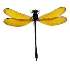 Lara Damselfly (Euphaea lara)