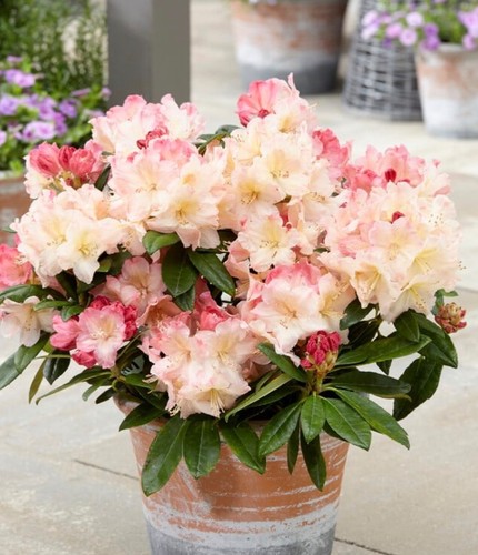 Rhododendron percy wiseman - rhododendron,