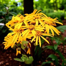 Ligularia dentata Pandora Bare