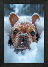 French Bulldog Snow Puppy