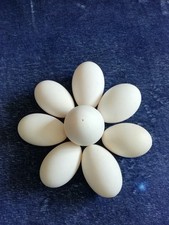 Goose  Eggs Blown for
