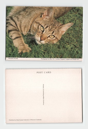 Postcard faygate feline - faygate,