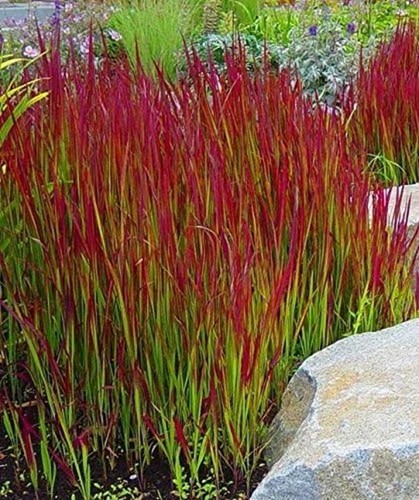 Grass perennial imperata - grass,