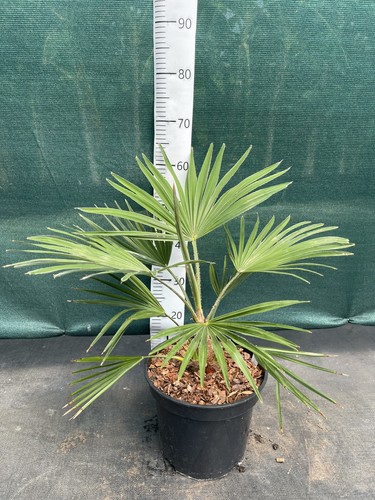 Trachycarpus var nainital - trachycarpus, x
