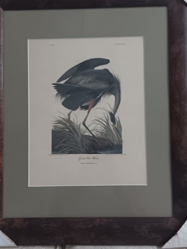 Audubon blue heron - j.,