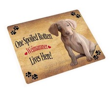 Spoiled Rotten Weimaraner