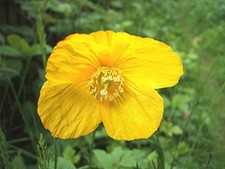 Poppy Yellow Welsh Poppy