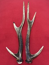 PAIR OF SIKA DEER ANTLERS