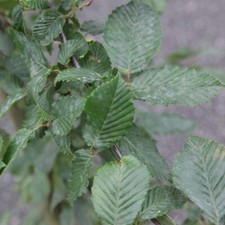 Hornbeam carpinus betulus - hornbeam,