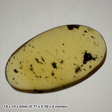 Burmese cretaceous amber with