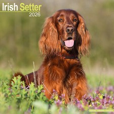 Irish Setter 2026 Calendar |