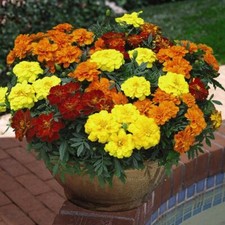 T&M Marigold French Durango