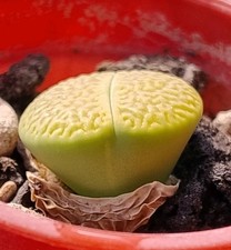 Succulent |Lithops hookeri v