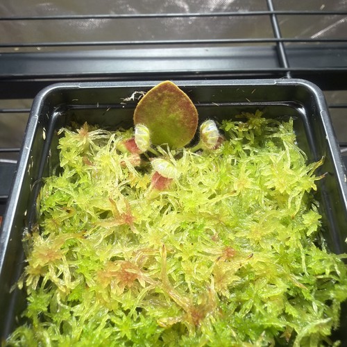 Cephalotus dudley watts small - cephalotus,