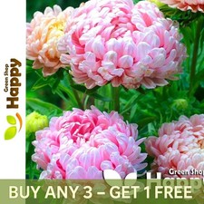 Paeony Aster - 150 Seeds -