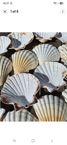 Extra large atlantic scallop - large,