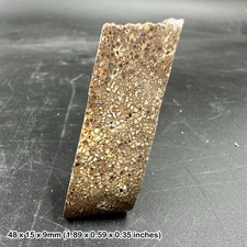 Fossil british dinosaur