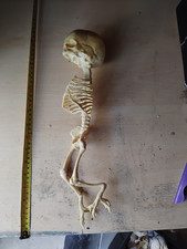 Harpy Fetal Skeleton Resin Replica - Curiosity Macabre Goth Prop Cryptid