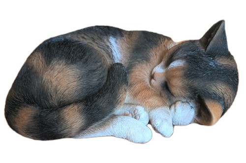 Sleeping tortoiseshell cat - cat, by