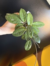 Hoya Wilbur Graves Rooted