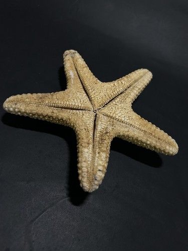 Naturally dried star fish - naturally,