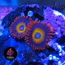 BBEBs 2 Head Zoa Frag WYSIWYG