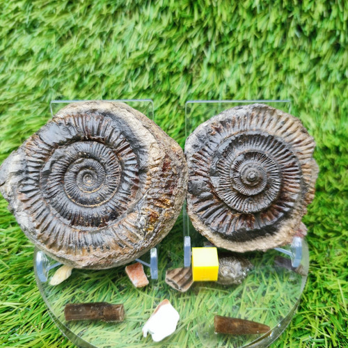 Ammonite fossil split pair