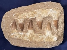 Fossil Mosasaur Jaw (Composite)