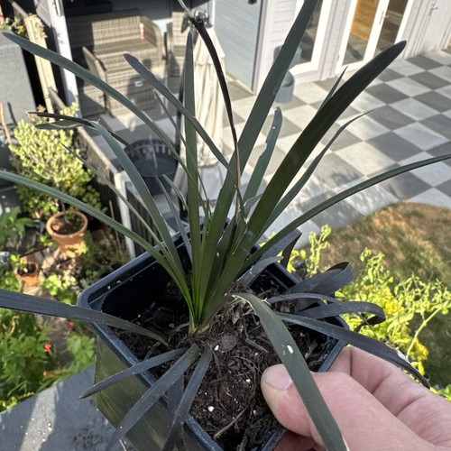 Black beard grass - black,