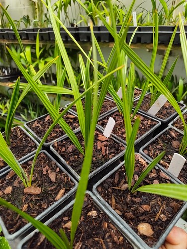 Serenoa repens cm - -, 9