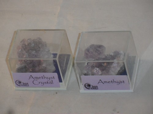 British fossils small - 2, x