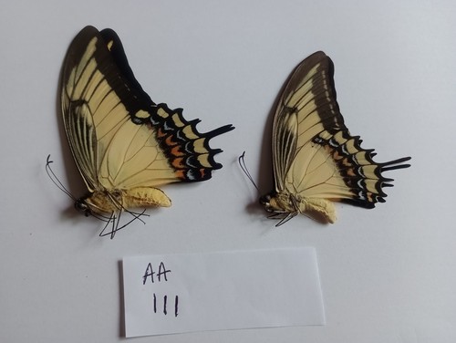 Papilio androgeus with data - 2,