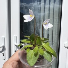 African Violet-Miniature