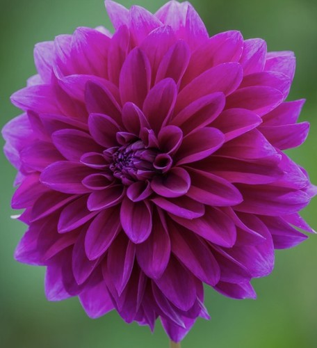 Baron tuberous dahlia - tuberous,