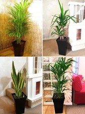 1 Large Indoor Office House