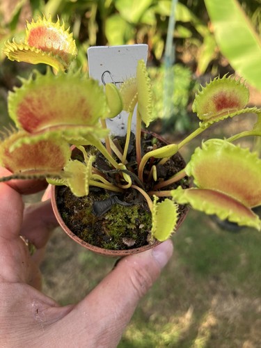 Venus fly trap dionaea - trap,,