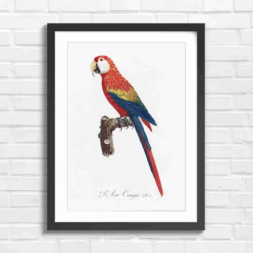 Vintage scarlet macaw - scarlet,
