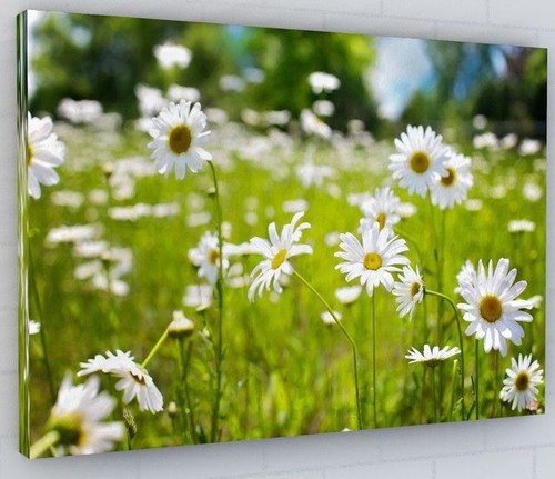 White daisy flowers - daisy,